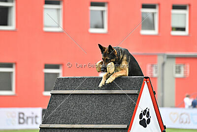 Xabu von der Germanenquelle