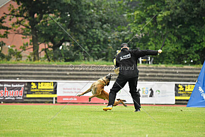 Xarey vom Further Moor