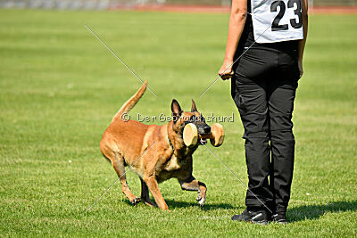 Xarey vom Further Moor