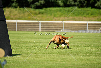 Xarey vom Further Moor