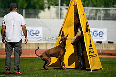 Xhunter von Warringhof