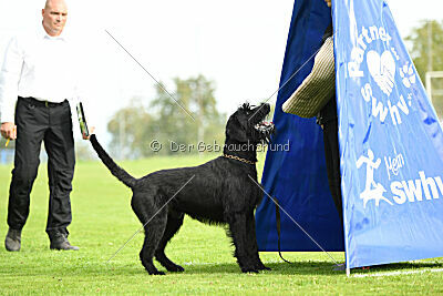 Xioux vom Lindelbrunn