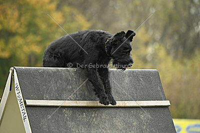 Xioux vom Lindelbrunn
