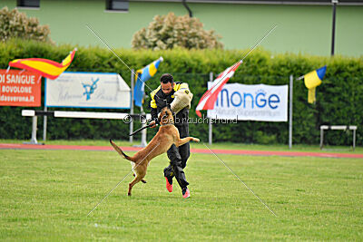 Xoltan vom Gsiberger