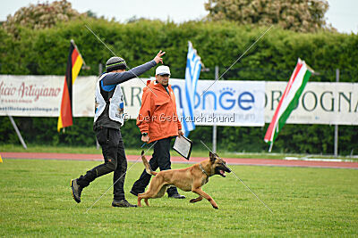 Xoltan vom Gsiberger