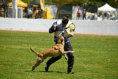 Xtreme vom Further Moor