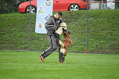 Yak vom Further Moor