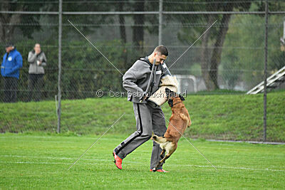 Yak vom Further Moor