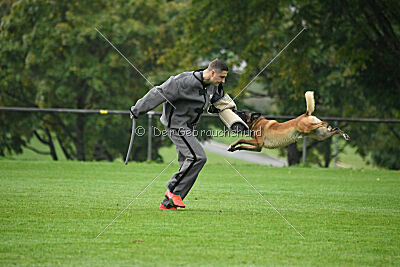 Yak vom Further Moor