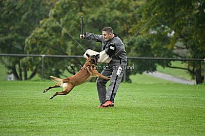 Yak vom Further Moor