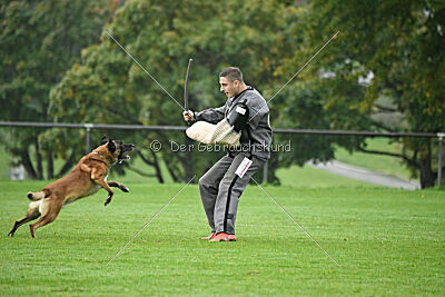 Yak vom Further Moor