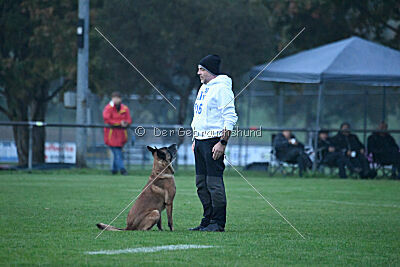 Yak vom Further Moor