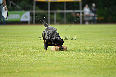 Yakima vom Hause Neubrand