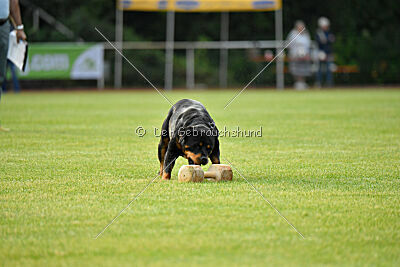 Yakima vom Hause Neubrand