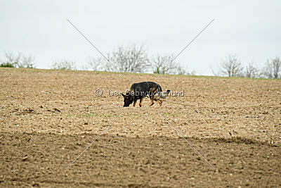 Yaro von Lindesfarne
