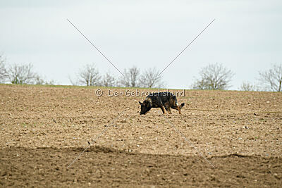 Yaro von Lindesfarne