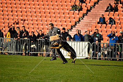 Yoko vom Wällerhorst