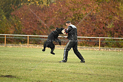 Yukon von der Schönburg