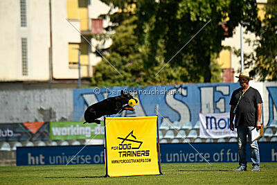 Zaphira Zombie Alary Aslar