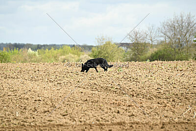 Zara van den Ronden Hoek