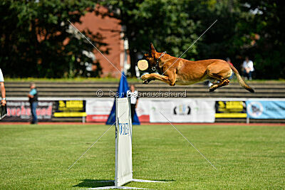 Zauberlehrling von der Steinteichmühle