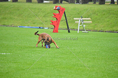 Zaya Zuckerrübe von der Steinteichmühle
