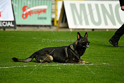 Zigo van de Zeelberg