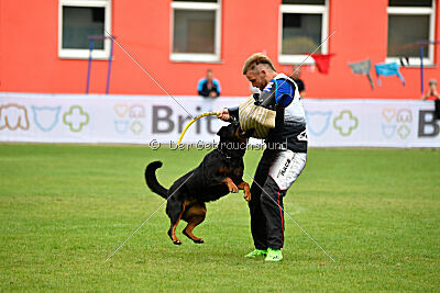 Zorra vom Steintor Rott