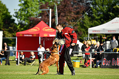 working-dog Bradana