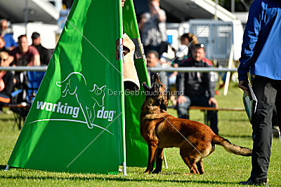 working-dog Bradana