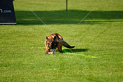 working-dog Bradana