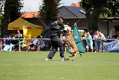 working-dog Bradana