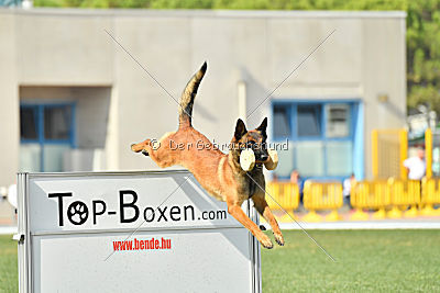 working-dog Bradana