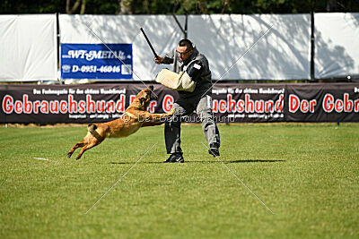working-dog Gwendolin