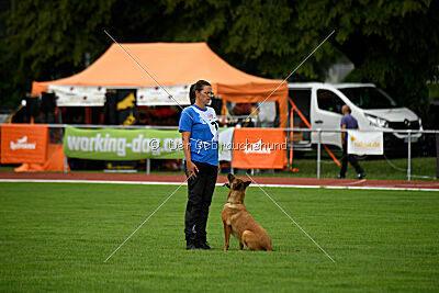 working-dog Gwendolin