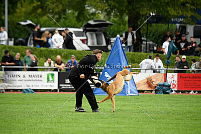 working-dog Gwendolin