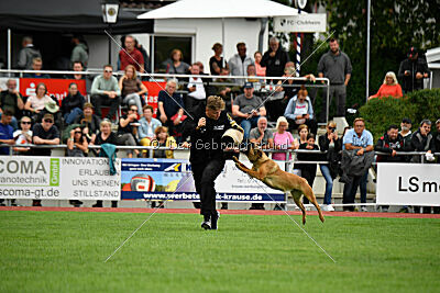 working-dog Gwendolin