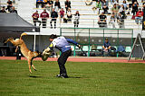 Boss Belrott