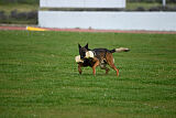 Genius Team Veranis K-9 Center