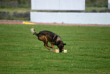 Genius Team Veranis K-9 Center