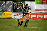 working-dog Frieda