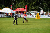 Fiona Marshall Dogs