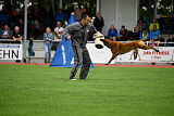 Enzo vom Buxtehuder Bullen