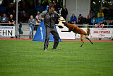 Enzo vom Buxtehuder Bullen