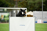 Greif vom Hatzbachtal