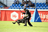 Broxx Canis Invictus