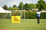 Working-Dog Hilde