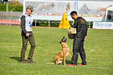 Working-Dog Hilde