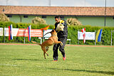 Working-Dog Hilde