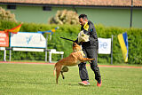 Working-Dog Hilde